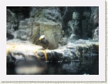 Puffin Central Park Zoo New York * 2592 x 1944 * (1.17MB)